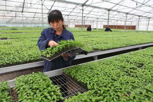 壩上蔬菜產業(yè)集團蓬勃發(fā)展